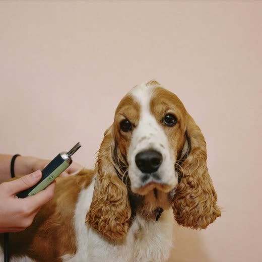 A spaniel being clipped, groomer's hand in frame