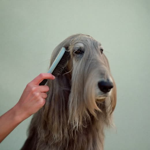 A long-haired dog being brushed out